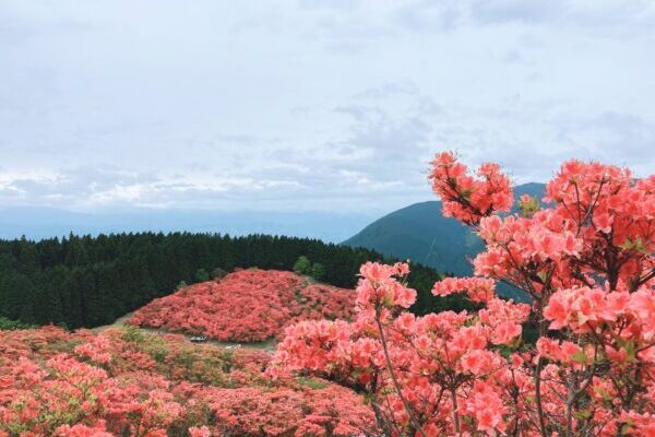 【倶留尊山】初夏のパノラマグリーン♪新緑の曽爾高原から絶景トレッキング♪