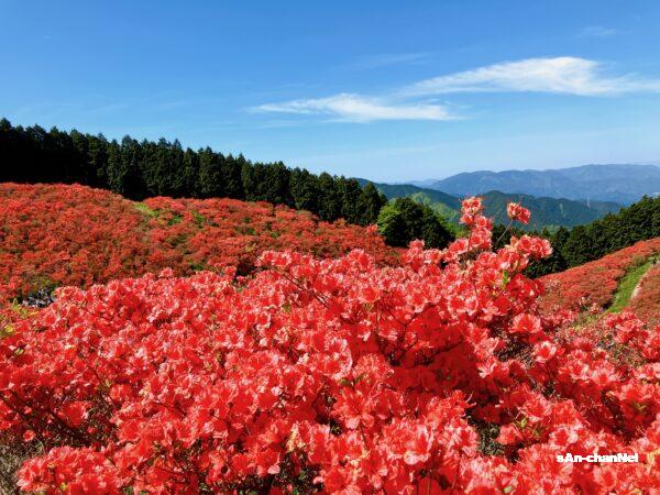 【葛城山】山頂のツツジが見頃!一目百万本の天空の赤いカーテン♪